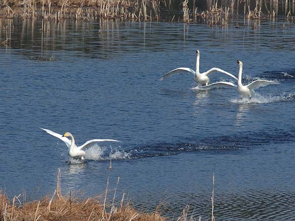 Laulujoutsen, Whooper Swan, Cygnus cygnus
